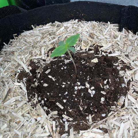 Sherbet Queen Auto by KilliczGe  growlog timeline photo