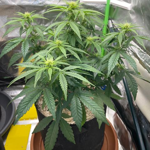 Grape Soda Auto - by KilliczGe growlog timeline photo