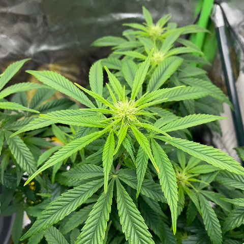 Grape Soda Auto - by KilliczGe growlog timeline photo