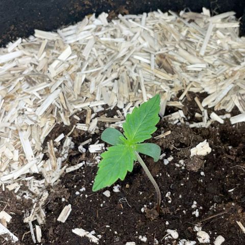 Sherbet Queen Auto by KilliczGe  growlog timeline photo