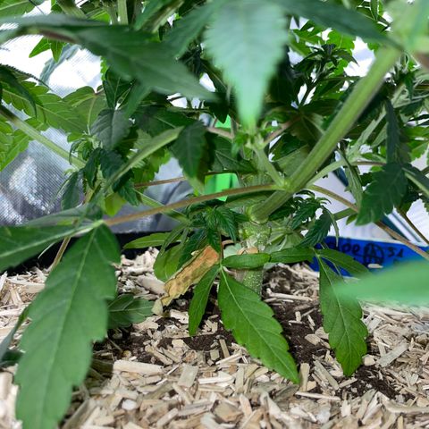 Grape Soda Auto - by KilliczGe growlog timeline photo