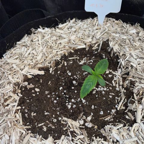 Wedding Cake Auto by KilliczGe growlog timeline photo