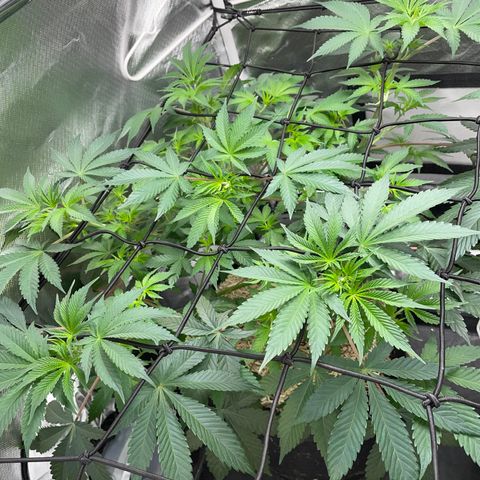 Critical Kush - GwJ Community Award Winning Celebration Grow Part 1 - The Winner - by KilliczGe growlog timeline photo