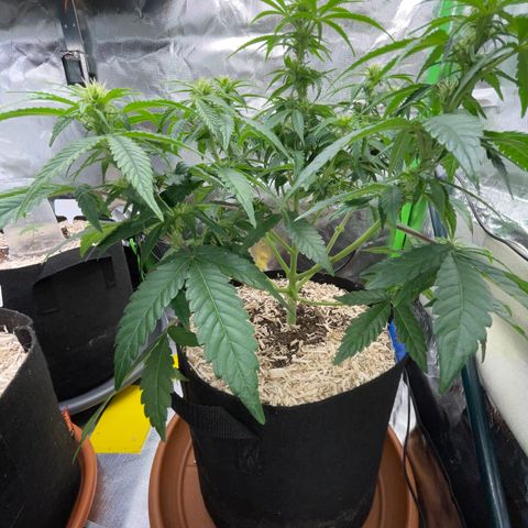 Grape Soda Auto - by KilliczGe growlog timeline photo