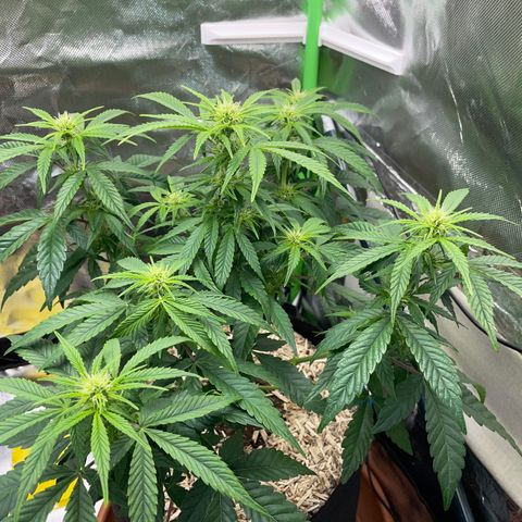 Grape Soda Auto - by KilliczGe growlog timeline photo