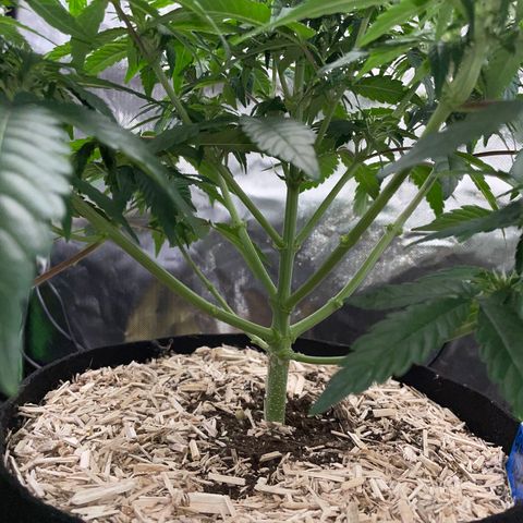 Grape Soda Auto - by KilliczGe growlog timeline photo
