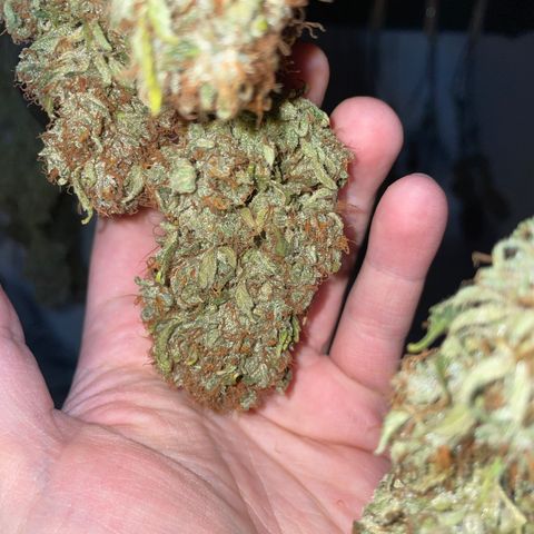 Tangerine Dream Clon #1 by KilliczGe growlog timeline photo