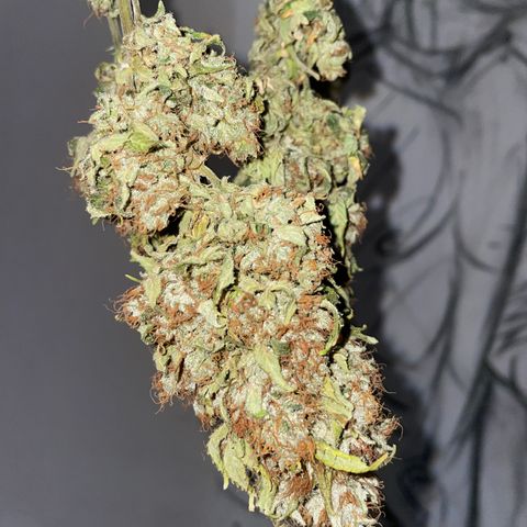 Tangerine Dream Clon #1 by KilliczGe growlog timeline photo