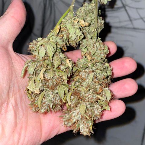 Tangerine Dream Clon #1 by KilliczGe growlog timeline photo
