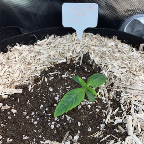 Wedding Cake Auto by KilliczGe growlog timeline photo