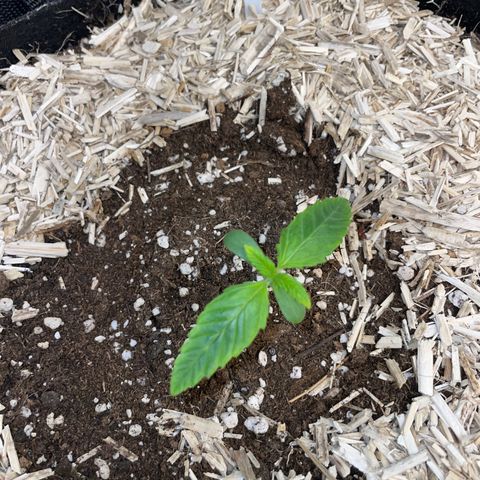 Wedding Cake Auto by KilliczGe growlog timeline photo