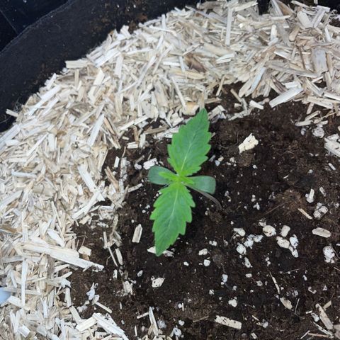 Sherbet Queen Auto by KilliczGe  growlog timeline photo