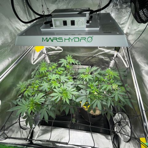 Critical Kush - GwJ Community Award Winning Celebration Grow Part 1 - The Winner - by KilliczGe growlog timeline photo