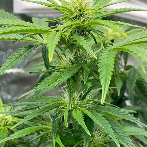 Grape Soda Auto - by KilliczGe growlog timeline photo