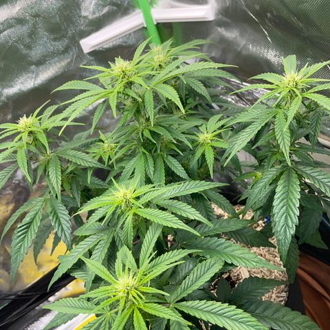 Grape Soda Auto - by KilliczGe growlog timeline photo