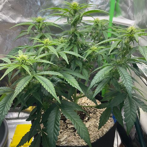 Grape Soda Auto - by KilliczGe growlog timeline photo