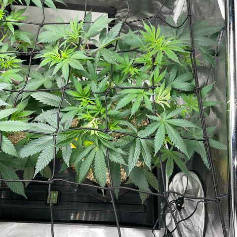 Special Kush 1 - GwJ Community Award Winning Celebration Grow Part 2 -The Price - by KilliczGe growlog timeline photo