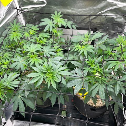 Critical Kush - GwJ Community Award Winning Celebration Grow Part 1 - The Winner - by KilliczGe growlog timeline photo