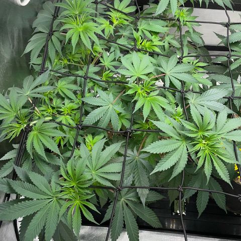 Critical Kush - GwJ Community Award Winning Celebration Grow Part 1 - The Winner - by KilliczGe growlog timeline photo