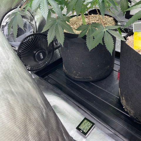 Critical Kush - GwJ Community Award Winning Celebration Grow Part 1 - The Winner - by KilliczGe growlog timeline photo
