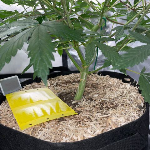 Special Kush 1 - GwJ Community Award Winning Celebration Grow Part 2 -The Price - by KilliczGe growlog timeline photo