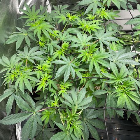 Critical Kush - GwJ Community Award Winning Celebration Grow Part 1 - The Winner - by KilliczGe growlog timeline photo