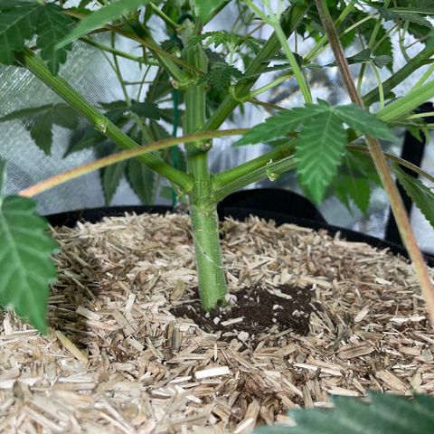 Critical Kush - GwJ Community Award Winning Celebration Grow Part 1 - The Winner - by KilliczGe growlog timeline photo