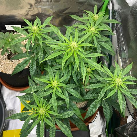 Grape Soda Auto - by KilliczGe growlog timeline photo