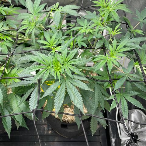 Special Kush 1 - GwJ Community Award Winning Celebration Grow Part 2 -The Price - by KilliczGe growlog timeline photo