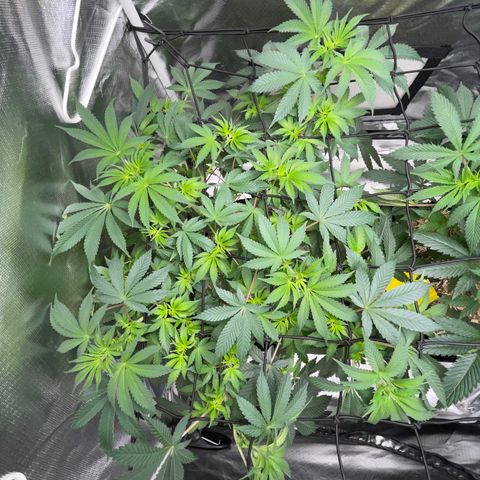 Critical Kush - GwJ Community Award Winning Celebration Grow Part 1 - The Winner - by KilliczGe growlog timeline photo