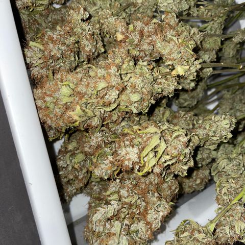 Tangerine Dream Clon #1 by KilliczGe growlog timeline photo