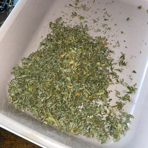 Tangerine Dream Clon #1 by KilliczGe growlog timeline photo