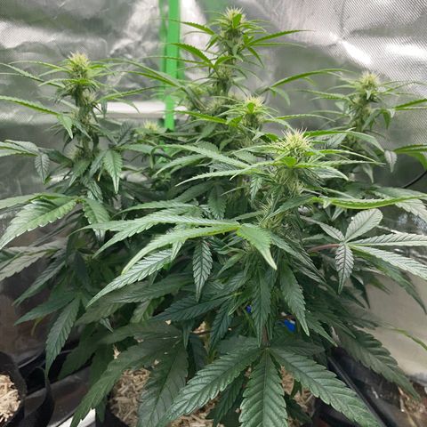 Grape Soda Auto - by KilliczGe growlog timeline photo