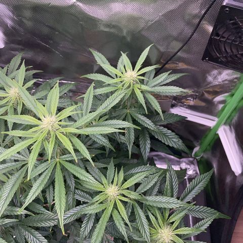 Grape Soda Auto - by KilliczGe growlog timeline photo