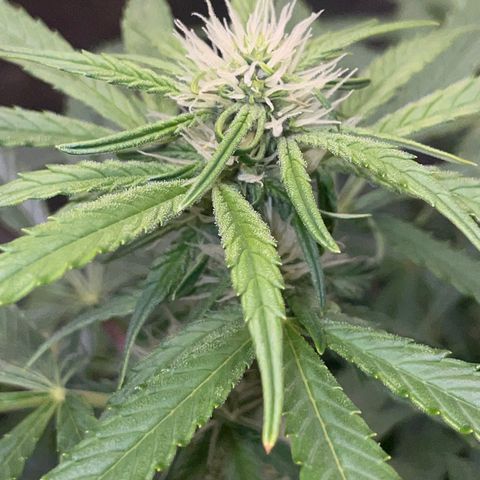 Grape Soda Auto - by KilliczGe growlog timeline photo