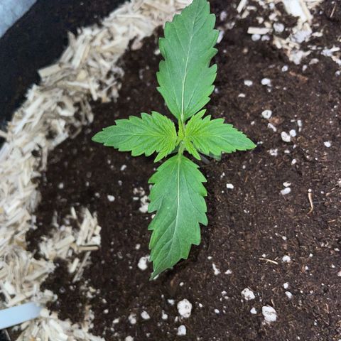 Sherbet Queen Auto by KilliczGe  growlog timeline photo