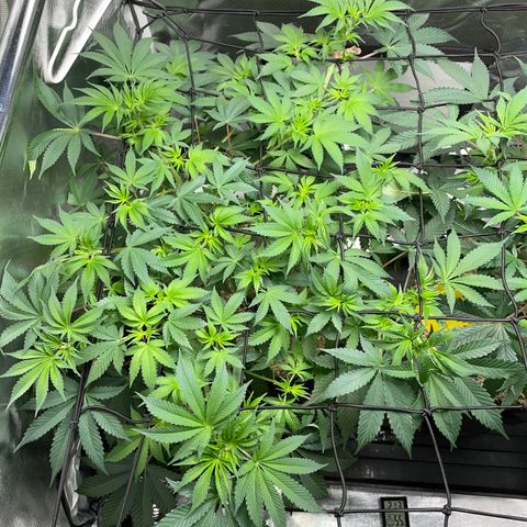Critical Kush - GwJ Community Award Winning Celebration Grow Part 1 - The Winner - by KilliczGe growlog timeline photo