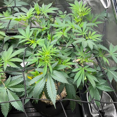 Special Kush 1 - GwJ Community Award Winning Celebration Grow Part 2 -The Price - by KilliczGe growlog timeline photo