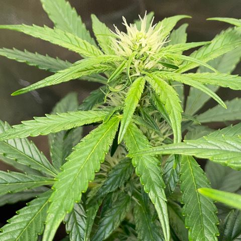 Grape Soda Auto - by KilliczGe growlog timeline photo