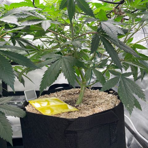 Special Kush 1 - GwJ Community Award Winning Celebration Grow Part 2 -The Price - by KilliczGe growlog timeline photo