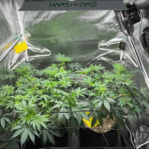 Critical Kush - GwJ Community Award Winning Celebration Grow Part 1 - The Winner - by KilliczGe growlog timeline photo