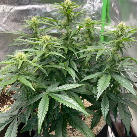 Grape Soda Auto - by KilliczGe growlog timeline photo