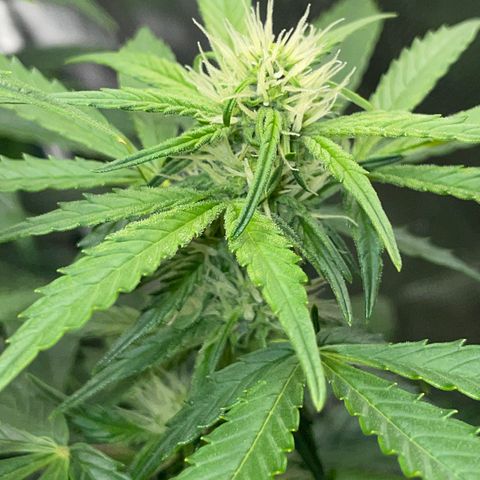 Grape Soda Auto - by KilliczGe growlog timeline photo
