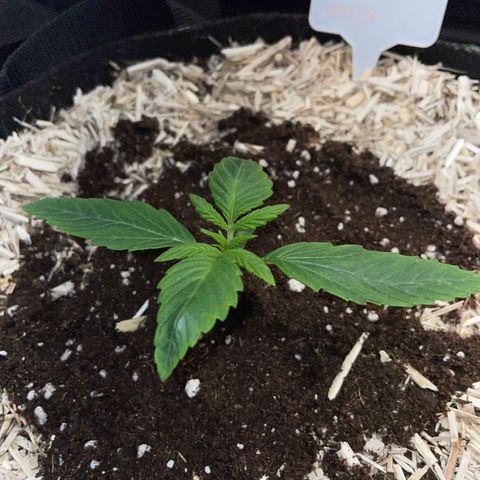 Wedding Cake Auto by KilliczGe growlog timeline photo