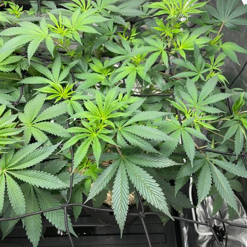 Special Kush 1 - GwJ Community Award Winning Celebration Grow Part 2 -The Price - by KilliczGe growlog timeline photo