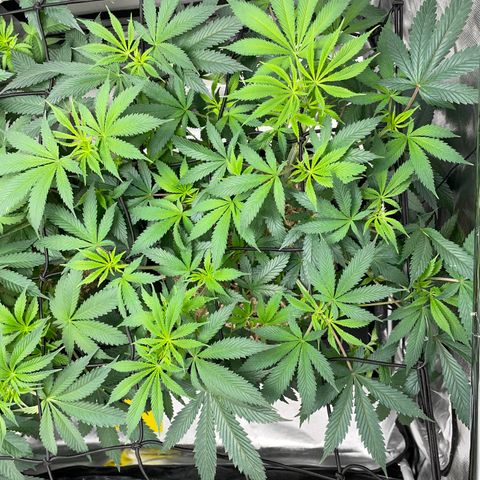 Special Kush 1 - GwJ Community Award Winning Celebration Grow Part 2 -The Price - by KilliczGe growlog timeline photo