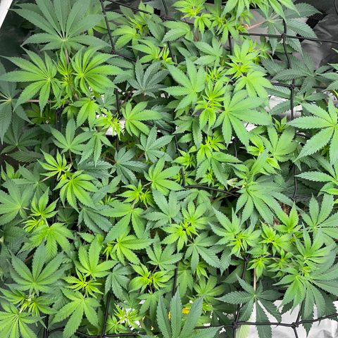 Critical Kush - GwJ Community Award Winning Celebration Grow Part 1 - The Winner - by KilliczGe growlog timeline photo