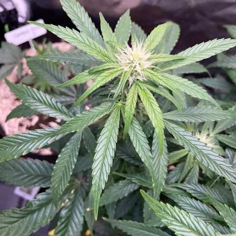 Grape Soda Auto - by KilliczGe growlog timeline photo