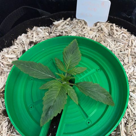 Wedding Cake Auto by KilliczGe growlog timeline photo