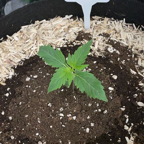 Sherbet Queen Auto by KilliczGe  growlog timeline photo